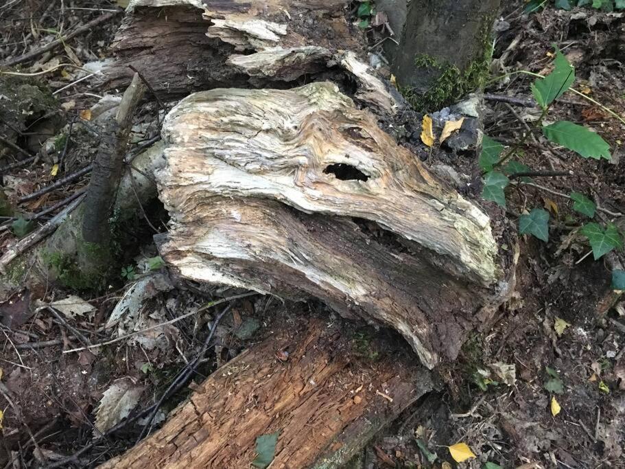 Cosy Woodland Romantic Retreat With Log Fires And Nature Sturry エクステリア 写真