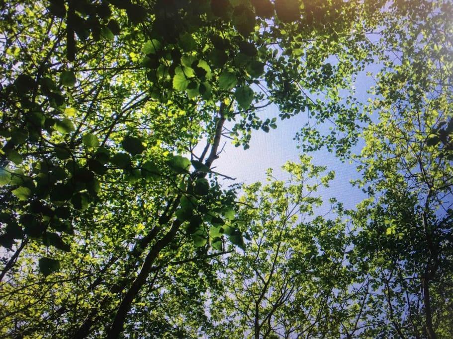 Cosy Woodland Romantic Retreat With Log Fires And Nature Sturry エクステリア 写真