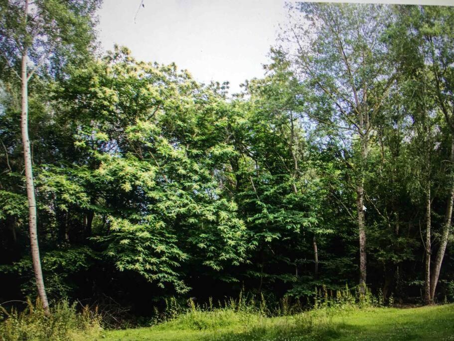 Cosy Woodland Romantic Retreat With Log Fires And Nature Sturry エクステリア 写真