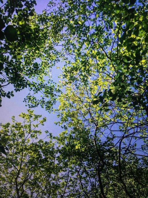 Cosy Woodland Romantic Retreat With Log Fires And Nature Sturry エクステリア 写真